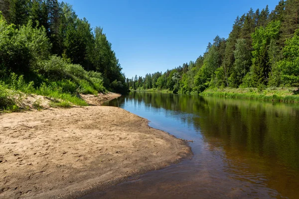 Sakin nehrin kıyısındaki yeşil orman