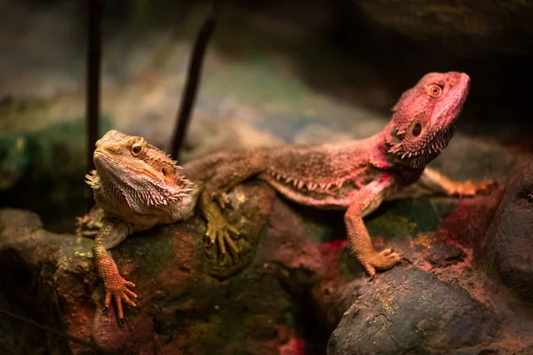 Vista Perto Iguanas Terrário — Fotografia de Stock