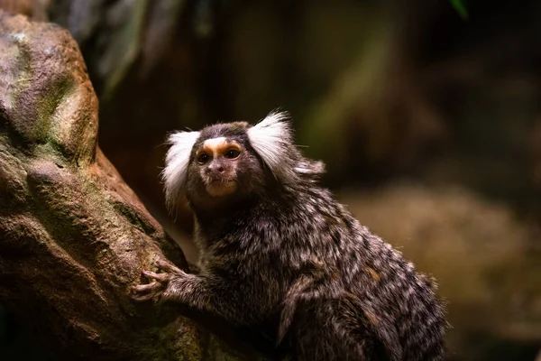 Küçük Şirin Capuchin Maymunu Ağaç Dalında Oturuyor — Stok fotoğraf