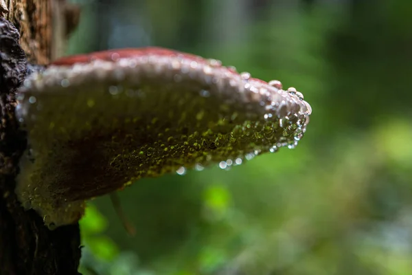 Konzol Gomba Fán Közelről — Stock Fotó