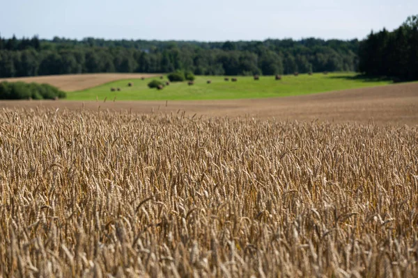 Ripe Agricultural Field Golden Wheat — Stock Photo, Image