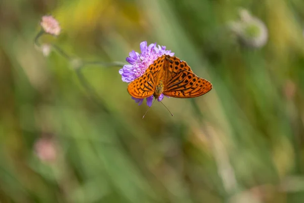 Farfalla Marrone Chiaro Sul Fiore Fiore — Foto Stock