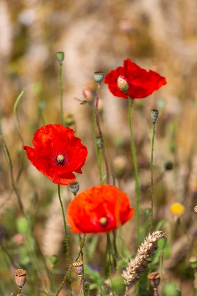 Beautiful Blooming Red Poppies Wheat Field — Stock Photo, Image