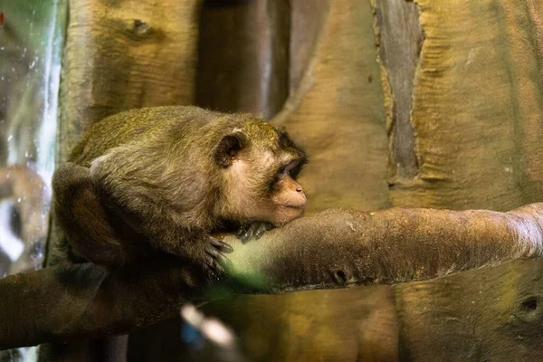 Χαριτωμένη Μαϊμουδίτσα Που Κάθεται Στο Κλαδί — Φωτογραφία Αρχείου