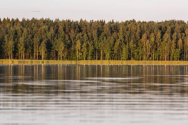 Зеленый Сосновый Лес Возле Спокойного Озера — стоковое фото