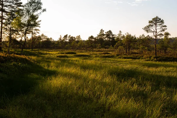 Bosque Verde Campo Durante Atardecer Verano — Foto de Stock