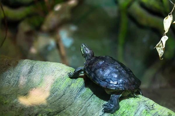 Tortuga Negra Tronco Del Árbol — Foto de Stock