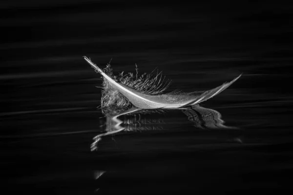 Kuşların su üzerindeki tüylerinin siyah beyaz görüntüsü