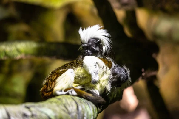 Cute Coton Top Singes Tamarin Assis Sur Branche Arbre — Photo