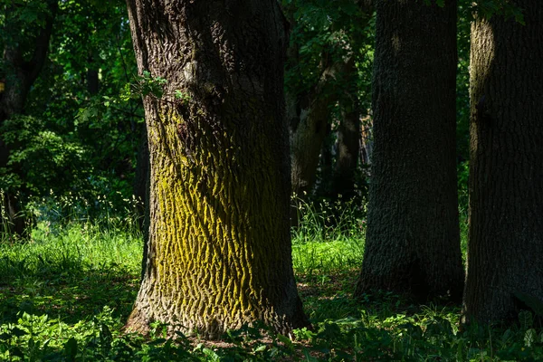 Mossy Tronco Árbol Bosque Verano —  Fotos de Stock