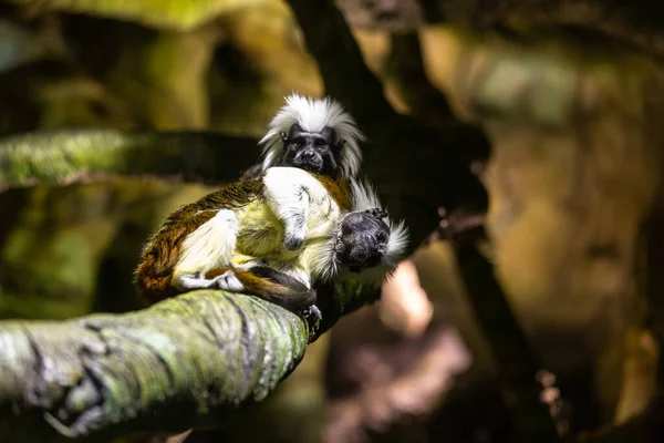 Cute Coton Top Singes Tamarin Assis Sur Branche Arbre — Photo