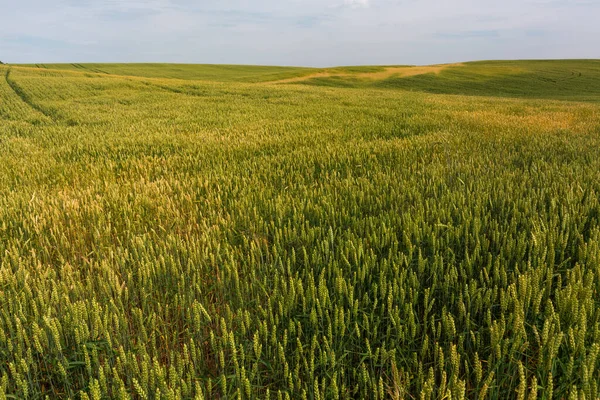 Campos Cultivo Día Nublado Verano —  Fotos de Stock