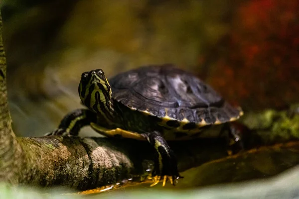 Ağaç gövdesinde küçük siyah kaplumbağa