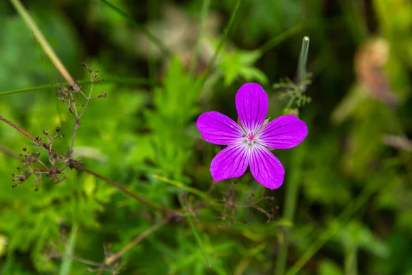 Sommer Farbige Wilde Wiesenblume — Stockfoto