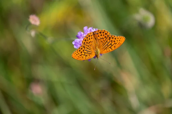 Farfalla Marrone Chiaro Sul Fiore Fiore — Foto Stock