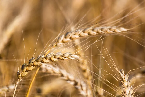 成熟小麦的金色农田 — 图库照片