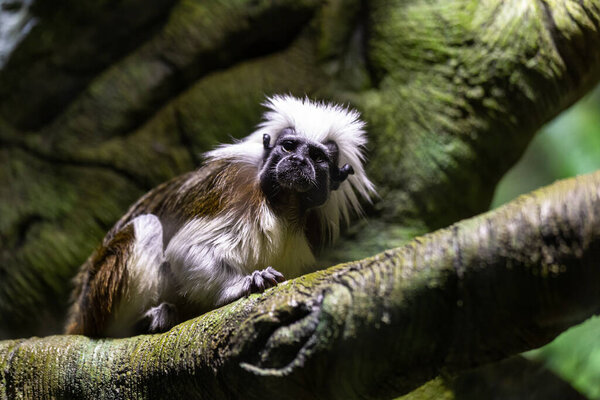 Cute cotton top tamarin monkey sitting on tree branch