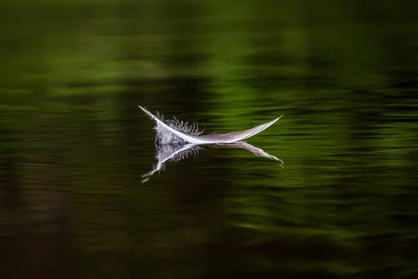 Ptáci Peří Vodě Odrazy — Stock fotografie