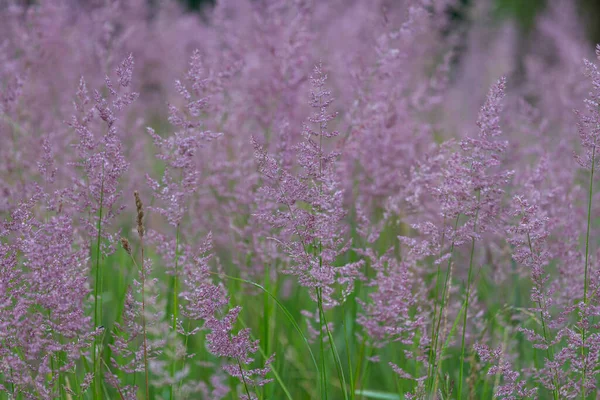 Grama Selvagem Floresta — Fotografia de Stock