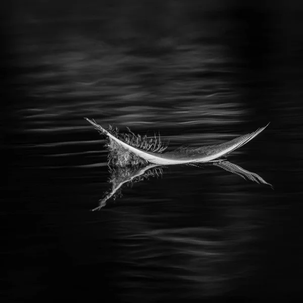 Черно Белое Изображение Перьев Птиц Воде — стоковое фото