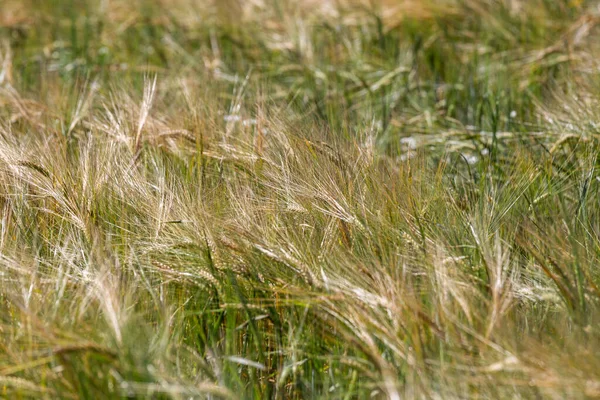 Cereálie Uši Letním Období Zavřít — Stock fotografie