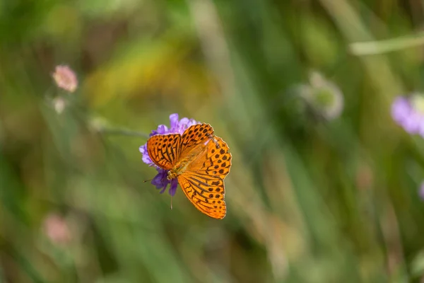 Farfalla Marrone Chiaro Sul Fiore Fiore — Foto Stock