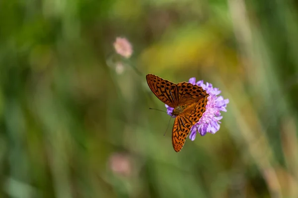Farfalla Marrone Chiaro Sul Fiore Fiore — Foto Stock
