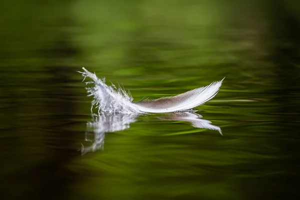 Penas Aves Água Com Reflexos — Fotografia de Stock