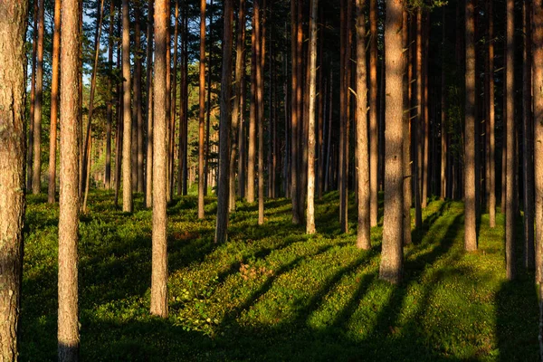 Pine Forest Shadows Warm Summer Evening — Stock Photo, Image