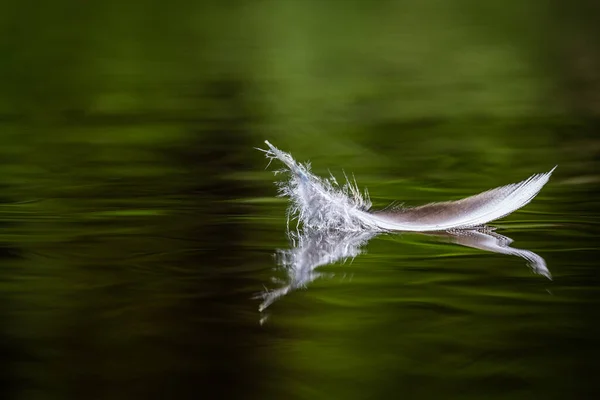 Penas Aves Água Com Reflexos — Fotografia de Stock