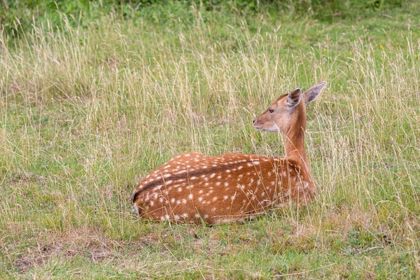 かわいい鹿は緑の草の上に横たわる — ストック写真
