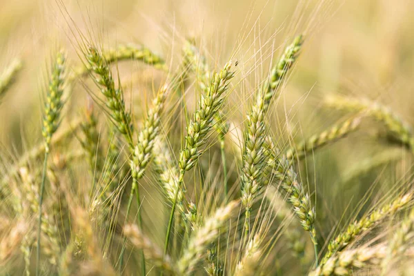 Närbild Gröna Öron Vete Fältet — Stockfoto