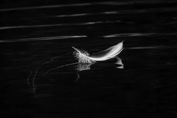 Imagem Preto Branco Penas Pássaros Água — Fotografia de Stock