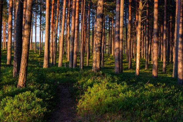 Bosque Pinos Con Sombras Cálida Noche Verano — Foto de Stock