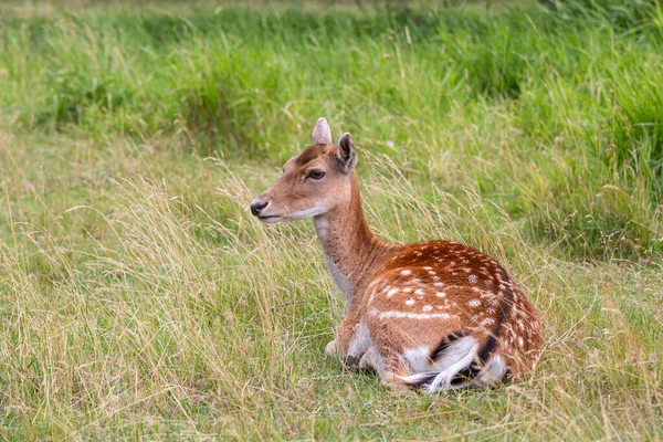 Cute Deer Lying Green Grass — Stock Photo, Image