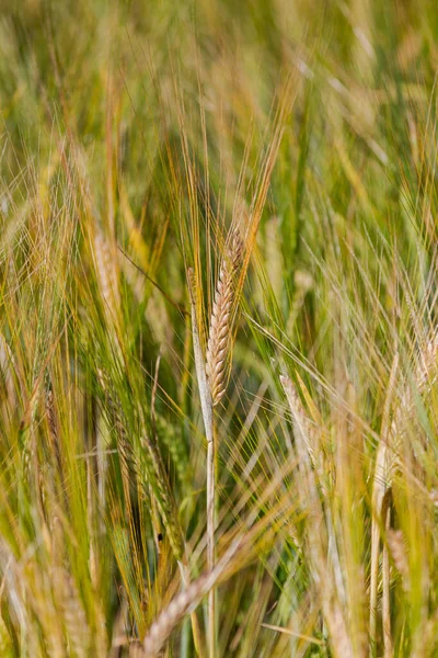 Yaz Mevsiminde Güzel Buğday Tarlaları — Stok fotoğraf