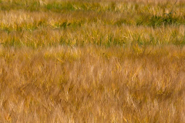 Orelhas Cereal Tempo Verão Campo Dourado — Fotografia de Stock