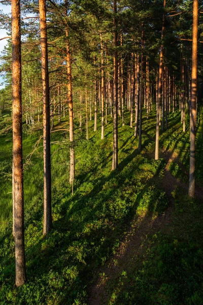 Bosque Pinos Con Sombras Durante Cálida Noche Verano — Foto de Stock