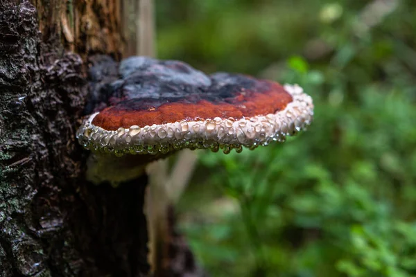 Bracket Fungus Tree Close — Stock Photo, Image