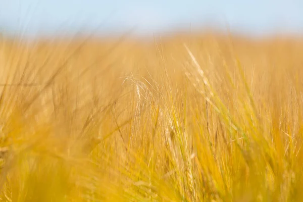 Getreideohren Sommer Nahaufnahme — Stockfoto