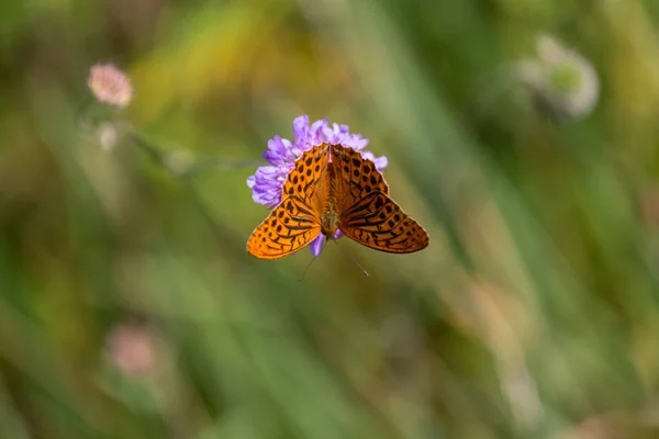 Farfalla Marrone Chiaro Sul Fiore Fiore — Foto Stock