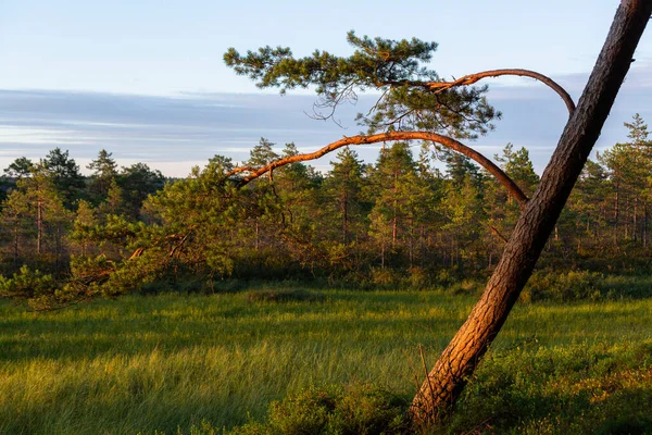 Fenyőerdő Árnyékokkal Meleg Nyári Estén — Stock Fotó