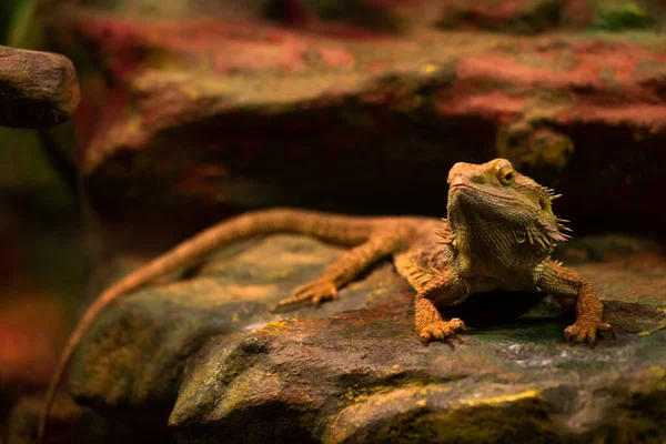 Nahaufnahme Von Leguanen Terrarium — Stockfoto