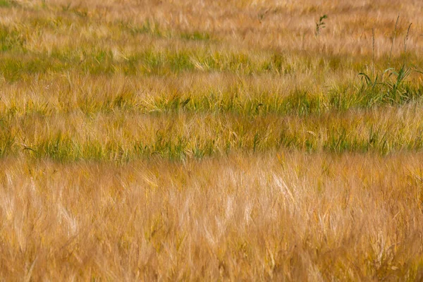 Orelhas Cereal Tempo Verão Campo Dourado — Fotografia de Stock