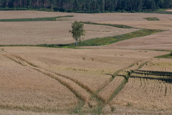 Golden Agricultural Field Ripe Wheat — Stock Photo, Image