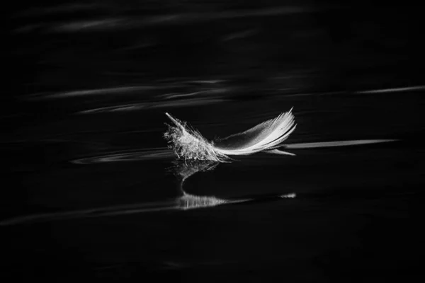 Black White Image Birds Feather Water — Stock Photo, Image