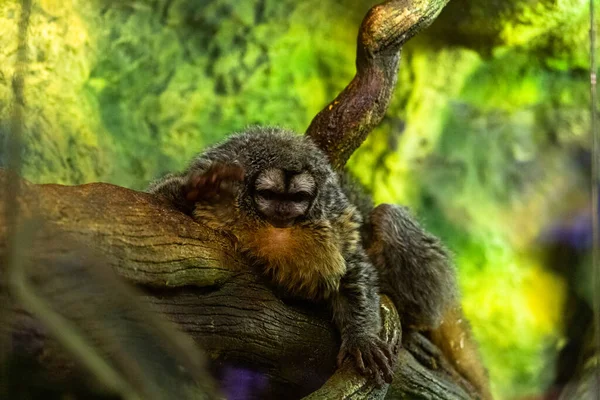 Cute Dwarf Marmoset Monkey Tree Branch — Stock Photo, Image