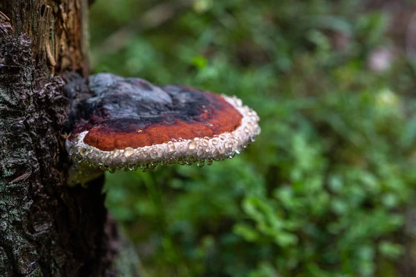 Bracket Fungus Tree Close — Stock Photo, Image