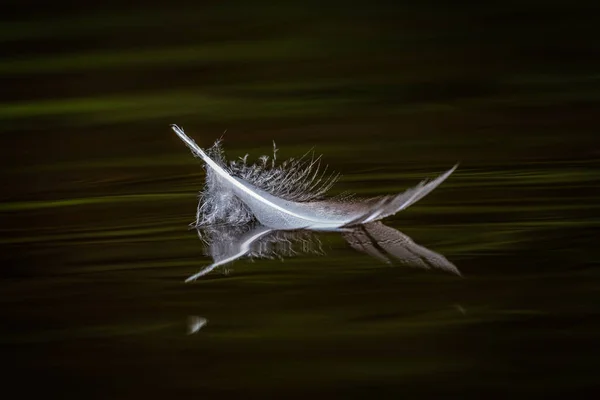Kuşlar suda tüy ve yansımalar.