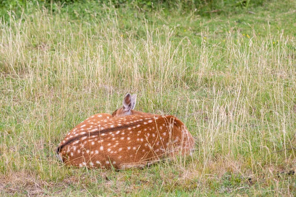 Cute Deer Lying Green Grass — Stock Photo, Image